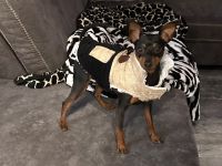 Blackforest Zwergpinscher