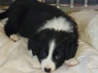 Border Collie Bordercollie Welpe Rüde