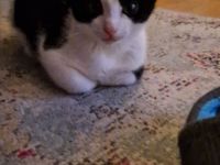 Liebesvolles und verschmustes Geschwisterpärchen sucht zu Hause