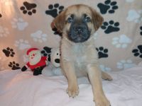 Schäferhund Mix Welpen Fussel Abgabe bereit Update