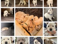 6 wundervolle Goldi-Labbi Welpen in liebevolle Hände abzugeben