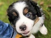 Australian Shepherd Welpen ,Showlinie,,kein Mini,