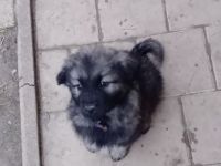 Karst Schäferhund ( Kraski ovcar )