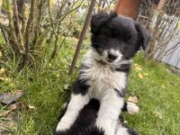 Border Collie Welpen