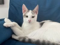 Zwei Katzengeschwister (6 Monate)