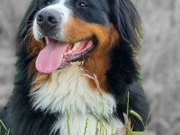 Deckrüde "Toni" (Helmut vom Tannenhof)