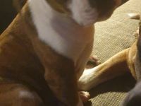 Süße Old English Bulldog-Boxer-Mischlinge suchen ab sofort ein neues zu Hause