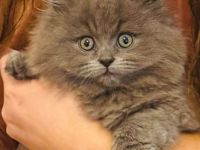 Mila sucht ein neues liebevolles zu Hause