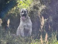 Kangal