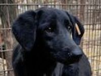 LETTY  ca. 2-jährige, zarte, freundliche Hündin, ca. 50 cm, braucht etwas Eingewöhnungszeit