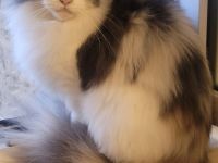 Maine Coon Katze  xxl