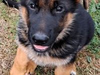 Deutsche Schäferhundwelpen