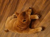 3 Monate alte Shiba Inu Hündin