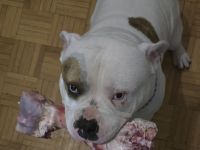 American Bully Welpen