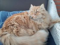 Perser Katze Lucia in liebevolle Hände abzugeben