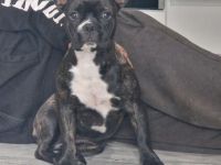 Lucy sucht eine neue Kuscheloase