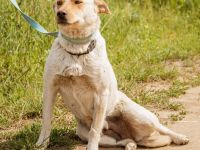 Buco, süße Hündin möchte so gern von einer Familie aufgenommen werden