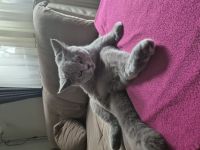 BKH weiblich, geimpft,gechipt, Eu-Ausweis