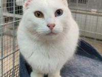 Mini, Handicat, FIV positiv