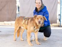 Unser charmanter Gerhard sucht ein Zuhause.