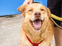 Unser charmanter Gerhard sucht ein Zuhause.