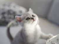 BKH Black Silver shaded