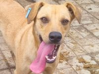 FOXY netter, junger, goldfarbener, wunderschöner Rüde, für aktive, sportliche Menschen