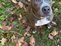 Reinrassige American Staffordshire Terrier Hündin Pepper sucht ein neues Zuhause