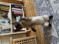 Hypoallergene Katze/Kater gesucht