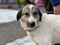 Scheuer Rupi sucht ein sicheres Zuhause