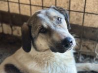 Scheuer Rupi sucht ein sicheres Zuhause