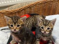 Reinrassige Bengalkitten mit Stammbaum