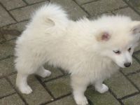 Spitzwelpen abzugeben