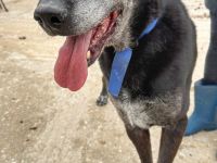 Bruno, unser Notfall