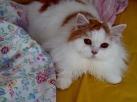 Traumkater in rot-weiss (BLH) sucht neues Zuhause