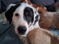 Schenkst du Flecki dein Herz?