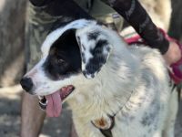 Schenkst du Flecki dein Herz?