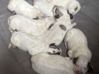 Pyrenäen-Berghund Welpen aus FCI-Linien mit gesundheitsgeprüfter Abstammung