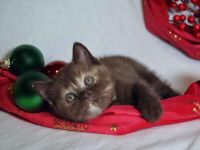 Britische Kurzhaar-Kätzchen aus dem Tschechischen Zwinger zu verkaufen mit Stammbaum