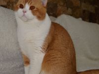 Britische Kurzhaarkatze (Kater) aus dem Tschechischen Zwinger zu verkaufen mit Stammbaum