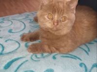 Ute und Schnute suchen Kuschelpersonal