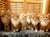 Sheer Delights Maine Coons