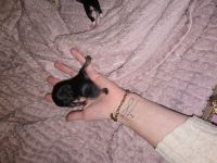 Wunder schöne reinrassige Chihuahua welpen