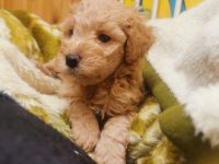 Aussiedoodle Welpen F1b