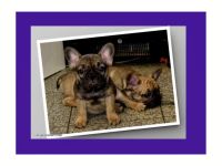 Französische Bulldogge