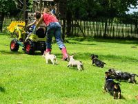 Kaninchen und Zwergdackel (Rauh und Langhaar) aus liebevoller uns seriöser Zucht !