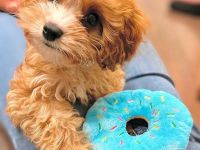 Cavapoo-Welpen zu verkaufen – Liebevolle Familienhunde!