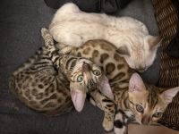 Wunderschöne Bengalkitten mit EU Pass untersucht und Stammbaum