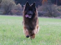 Altdeutsche Schäferhunde vom Urdonautal