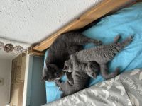Britisch Kurzhaar BKH katzenbaby